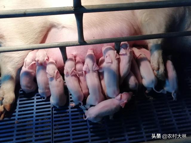 母猪生小孩:母猪正在生小猪浑身发抖，怎么回事