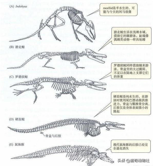 鲸的祖先知识:鲸生活在水中，为什么没进化出在水下呼吸的能力呢？