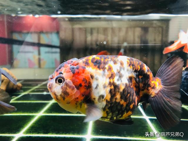 红鲫鱼生小鱼样子视频:一厘米的金鱼多久生小鱼？