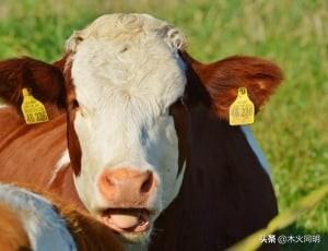 医仕高驱虫药用法用量:怎样给狗狗驱虫，多久一次？