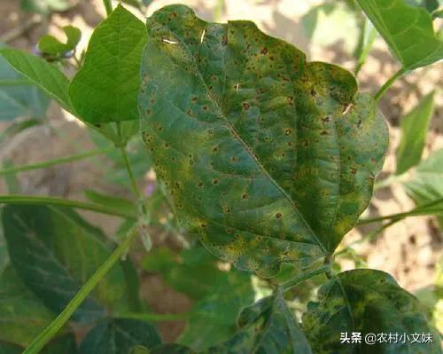 花生黑蚜虫怎么防治:花生大豆打虫用什么药好？