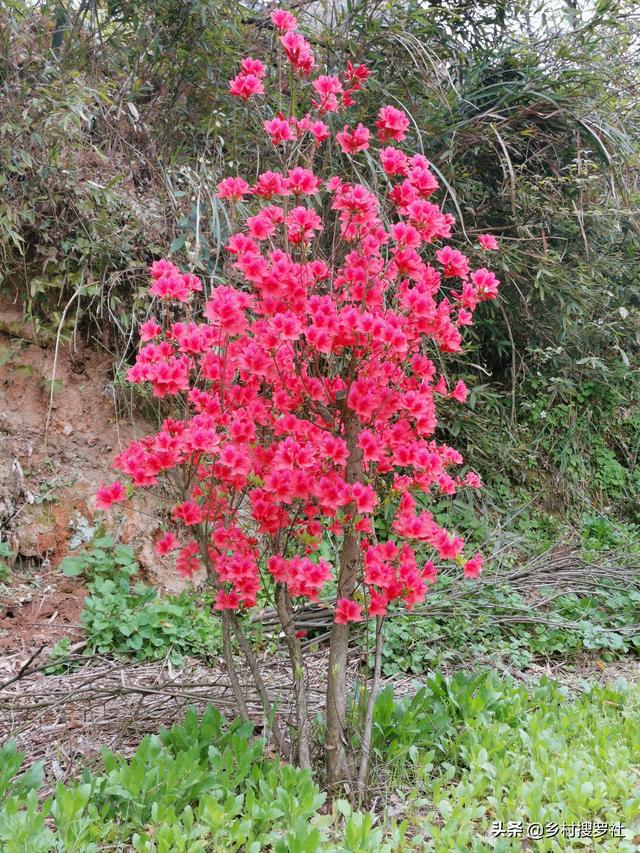 四季杜鹃花夏天怎么养:杜鹃花怎么养才能到明年继续开花？