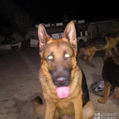 佛山直销喜乐蒂牧羊犬价格多少:佛山那里有德牧养殖场，幼犬怎么喂养？