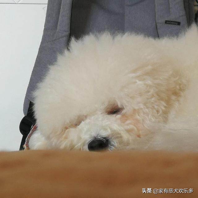 金毛犬性格好不好:一条狗性格好不好主要看哪几个方面？ 金毛犬的性格