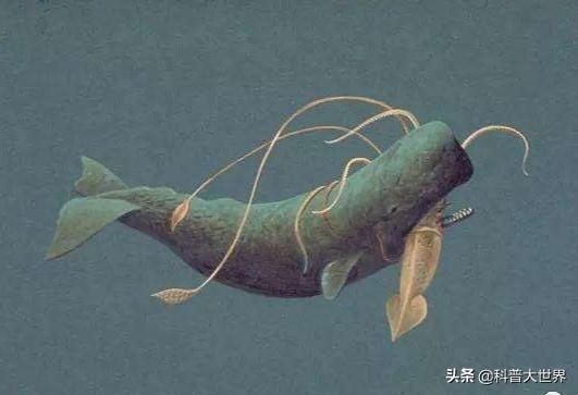 大王酸浆鱿和大王乌贼谁更大?它们真的吃抹香鲸吗?