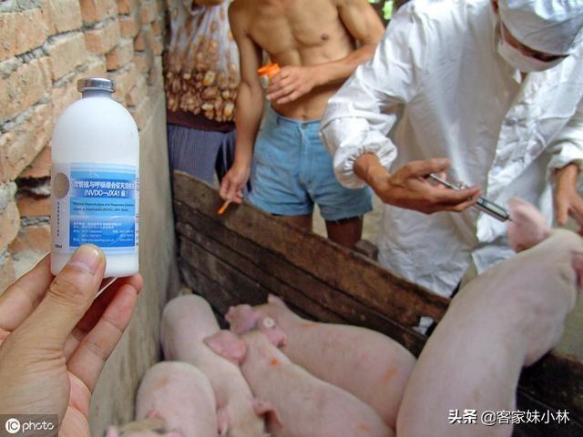 狂犬病的预防措施论文:伪狂犬疫苗大猪能注射多少？