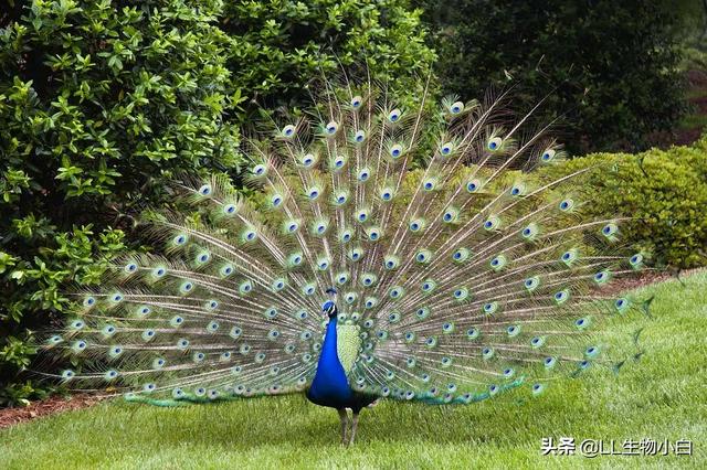 为什么有些动物只在发情期性交？为什么很少听说动物会得性病？