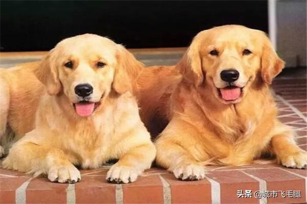 金毛犬的饲养:金毛犬饲养7大注意事项？