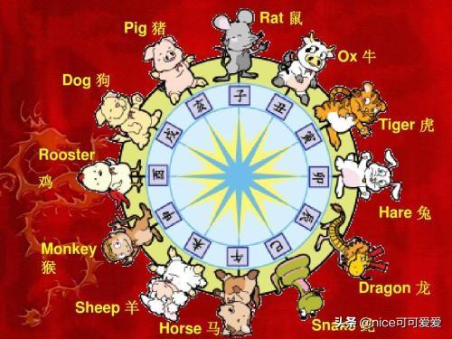 波兰兔英语:十二生肖用英语怎么说呀？