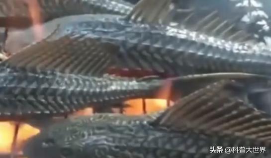 电影里清道夫是什么意思:清道夫的学名为什么叫国王异型？如何评价这种生物？