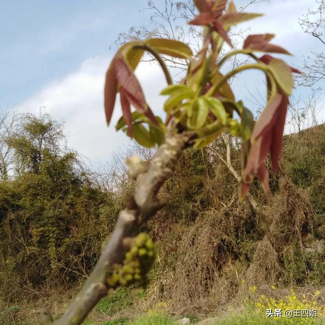 华南农村的树仔菜怎么做好吃，又到了挖野菜的季节，你喜欢吃什么野菜具体制作方法是怎样的