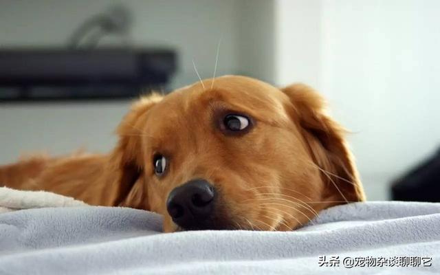 博美犬吃什么钙片好:狗狗的腿不好，吃点钙片可以吗？