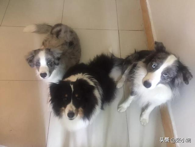 边境牧羊犬训练视频:如何自己在家里训练15天的赛级边牧？