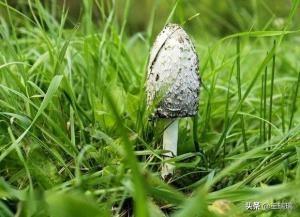 野生蘑菇究竟有多毒，舌尖上的警钟应常鸣，嵊州又有人因野生蘑菇导致中毒, 你怎么看