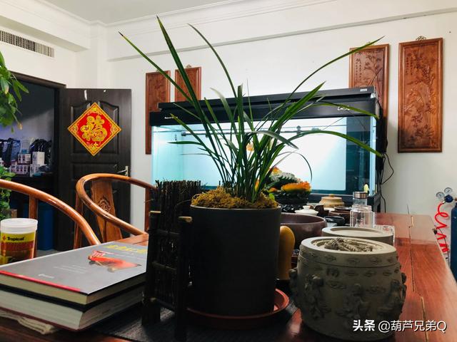 小型宠物有哪些:什么小动物适合家养，占用空间少还不脏的，有哪些？