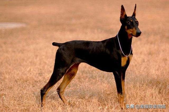 德国笃宾犬帅气:德国杜宾犬介绍 罗威纳和德系杜宾性格哪个对人更稳定？