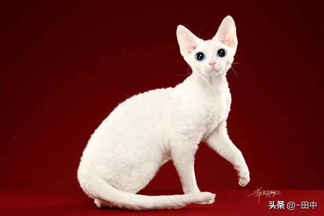 猫舍和宠物店区别:家庭猫舍和宠物店的区别 家庭繁育猫舍行情怎么样？