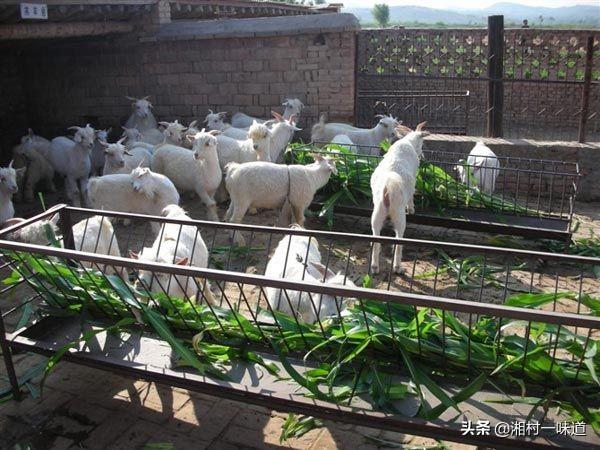 求琴仙的小宠物饲养日记:想回老家养鸡，农村养殖业创业应该如何开始？