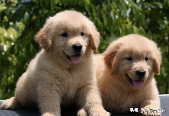 金毛幼犬:怎么挑选一只优秀健康的金毛幼犬？