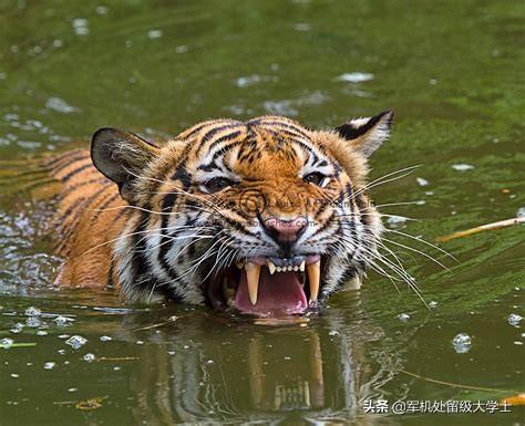 斑鬣狗属于猫科吗:斑鬣狗为什么是猫科动物 为什么有些体型大的鬣狗打不过体型小的野狗？