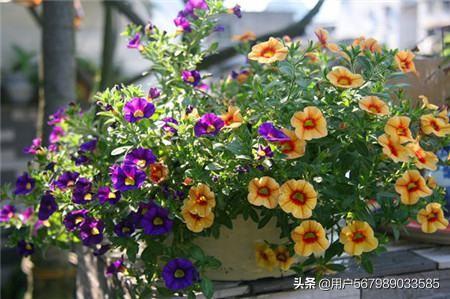 月光花的花期是什么:什么花是在晚上六点开花的？