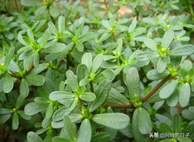 农村有哪些可以吃的野生植物？
