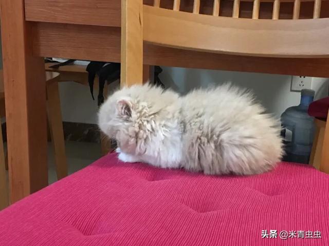 猫抓网:小猫丢失15天了，现在知道它在围着小区楼房找我，怎么抓到它？