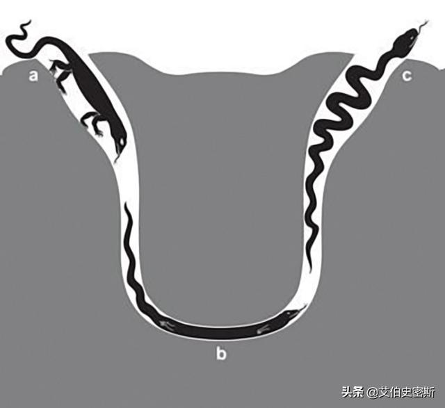 蛇进化到龙的七个阶段，蛇的体形就像一条绳子，然而它们的祖先却是有脚的，为啥要退化掉