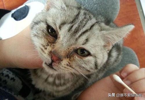 什么猫容易有泪痕:蓝猫小猫会因为什么得泪痕，小猫吃什么泪痕会消掉？