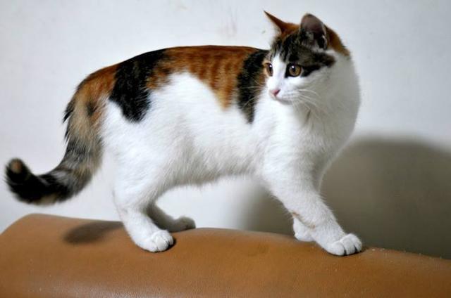 狸花猫:你知道哪些关于狸花猫的冷知识？