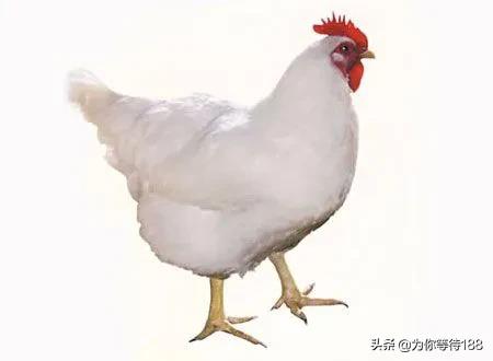 白羽鸡得了流感是什么原因