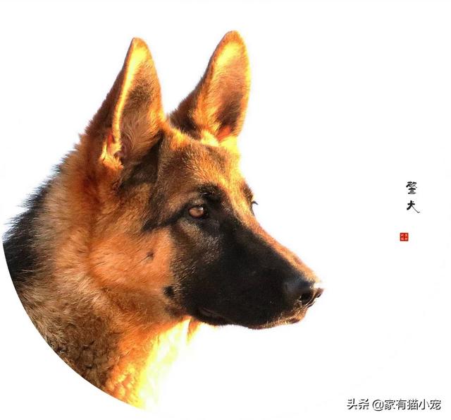 法国獒犬:有哪些狗狗可以做军犬？为什么？