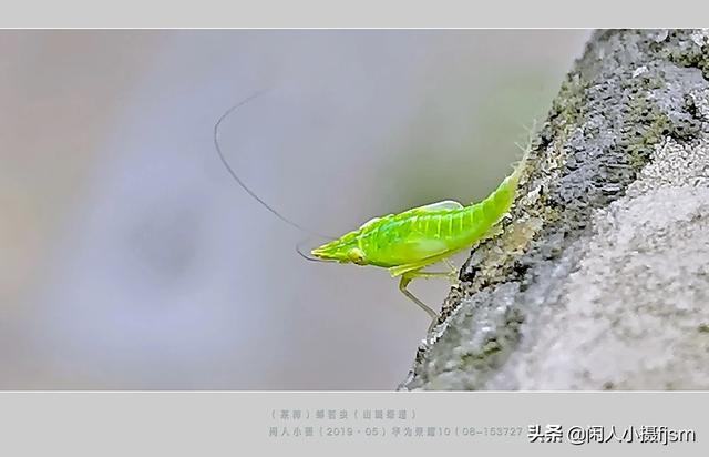 使用手机拍摄，使用“前景”有什么技巧