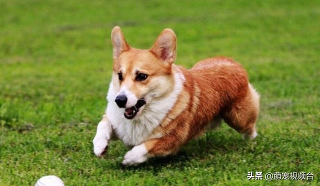 宠物狗的品种及图片柯基:买一只柯基犬需要多少钱？