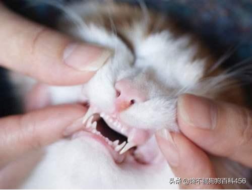 猫 心丝虫 检测:猫心丝虫检测 猫咪身上有虫，会有什么表现？