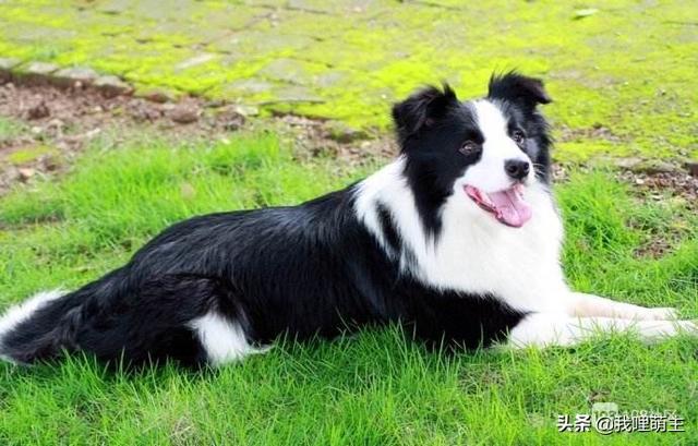边境牧羊犬好不好免费观看视频:如何从品相上选购边境牧羊犬？