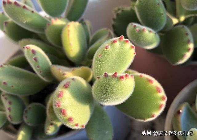 多肉熊童子好养不:怎样预防多肉植物熊童子掉叶子？