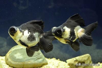 黑裙鱼变白:为什么淡黄色，黑色的鱼养久了会变白？