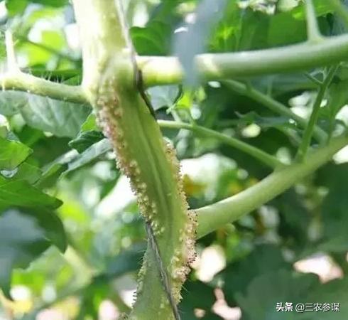 西红柿门:番茄花园是干什么的番茄花园事件究竟是怎么回事