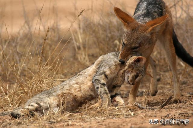 草原斑猫和亚洲野猫:为什么人类几千年了都没驯化猫？ 非洲野猫和狸花猫的区别