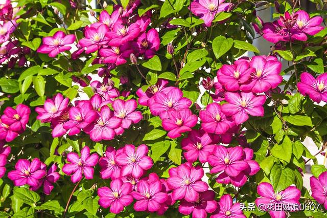 头条问答 院子里种啥绿植物好 花园洋房的院子 47个回答