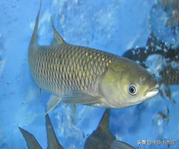 草鱼得诺卡氏菌病图片:鲤鱼草鱼吃饲料没精打采的啥原因？