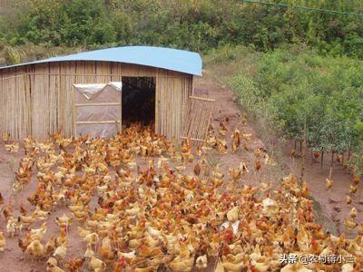 想在老家散养土鸡，如何搭建鸡舍比较合理