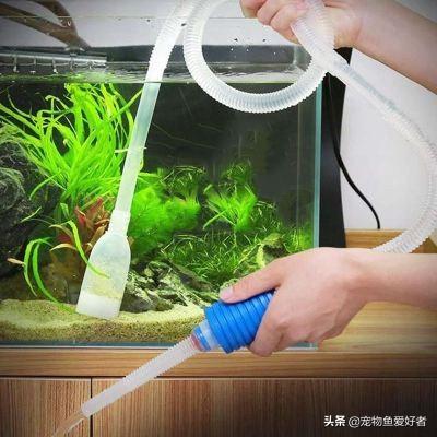 小龙鱼不好养吗?:小龙鱼的饲养方法 金龙鱼好养吗?能养多大？