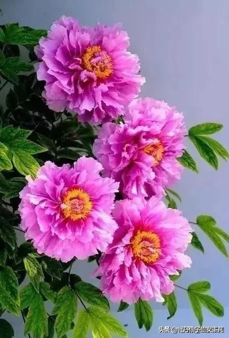 四月是牡丹盛开的季节,你能为牡丹写首诗吗？