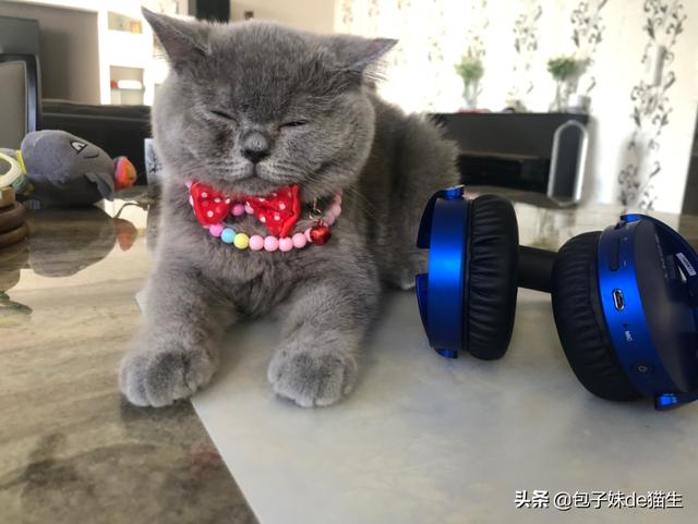 闷猫:焖猫肉的做法 什么事情对猫咪来说就如同上刑？