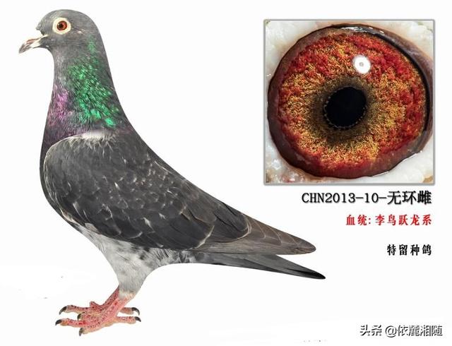 中国有哪些信鸽品种？