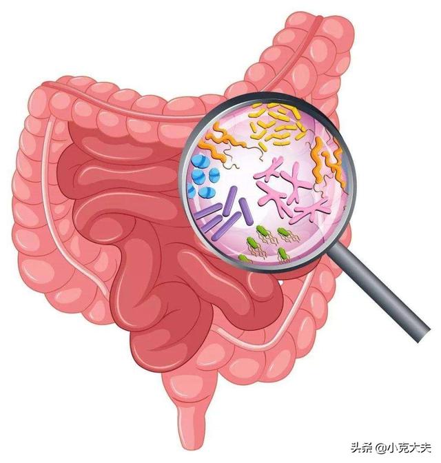 消化不良用益生菌还是消化酶:益生菌可以缓解肠道疾病吗？