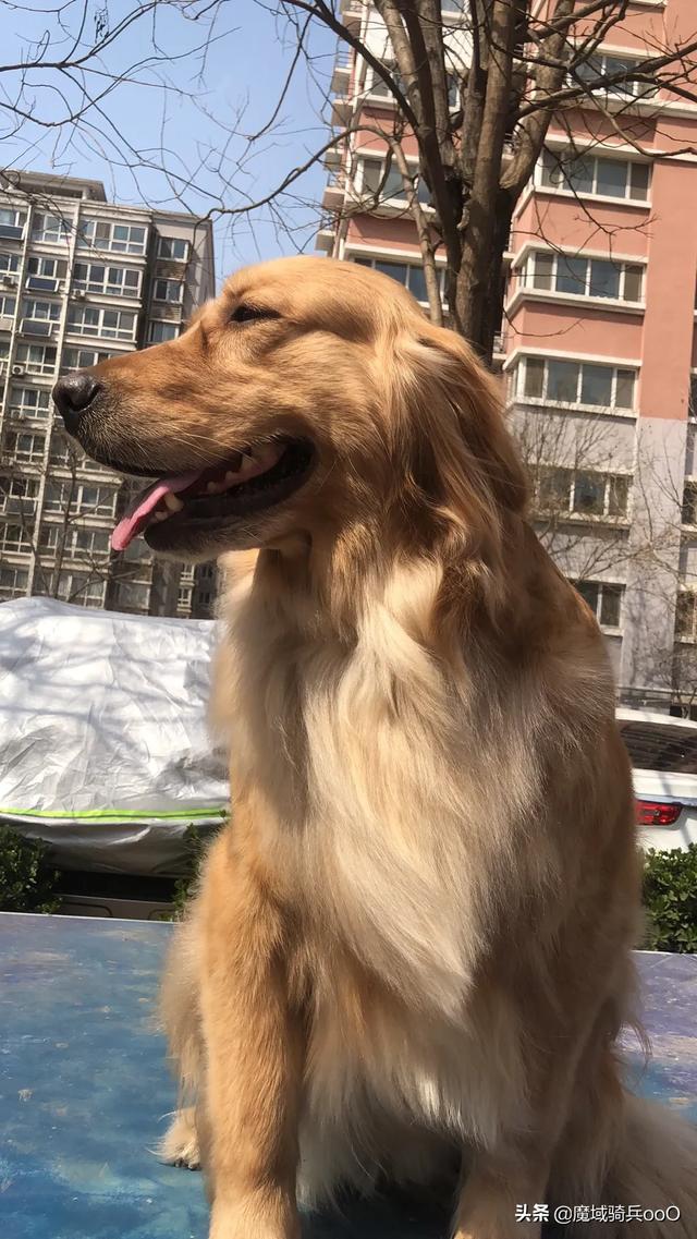 边牧犬图片:边牧犬图片 价格 家庭养边牧选择什么血统的？