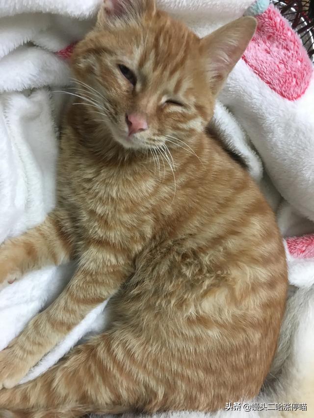 江阴橘猫吧:养一只橘猫具体是一种怎样的体验？